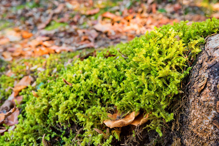 用绿色苔藓关闭在石头上生长的棕色蘑菇图片