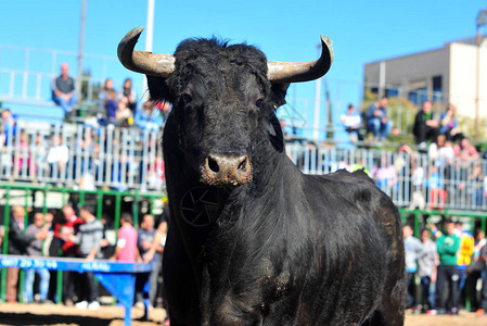 西班牙传统公牛图片