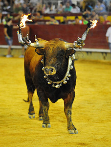 西班牙传统公牛图片