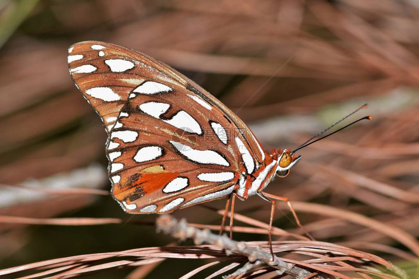 一只漂亮的海湾贝母蝴蝶融入了死松针的背景这些常见于美国南部图片