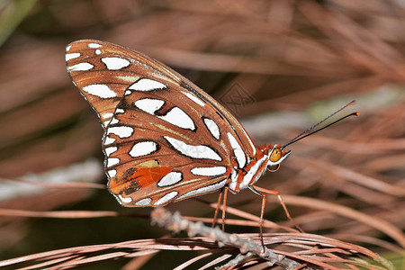 一只漂亮的海湾贝母蝴蝶融入了死松针的背景这些常见于美国南部图片