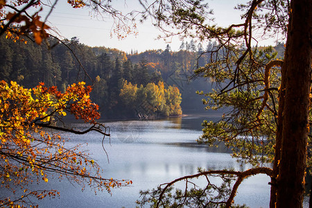 在Rimov大坝上的秋叶多彩树木图片