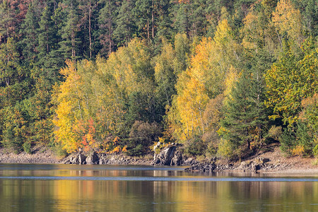 下秋带水的茂密树木详图片