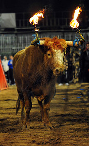西班牙公牛长着大角图片