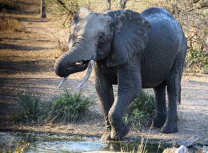 在水坑喝大象图片