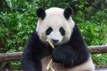 成都熊猫中心的熊猫吃竹子图片