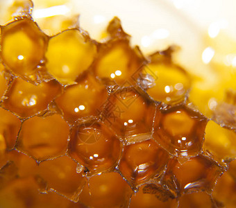 蜂巢中的黄色甜蜂蜜图片