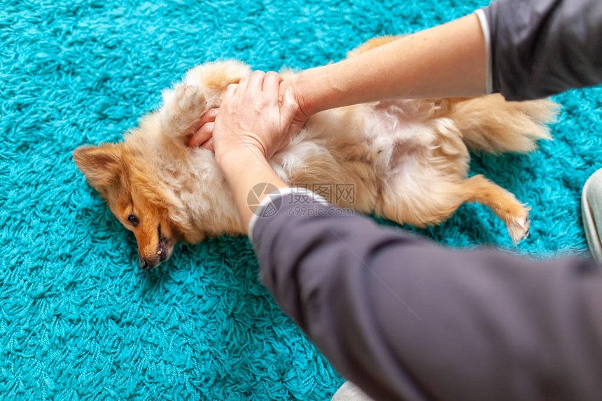 对一只小型设得兰群岛牧羊犬进行急救复苏图片