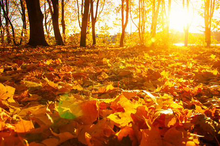 阳光下秋天森林里的落叶图片