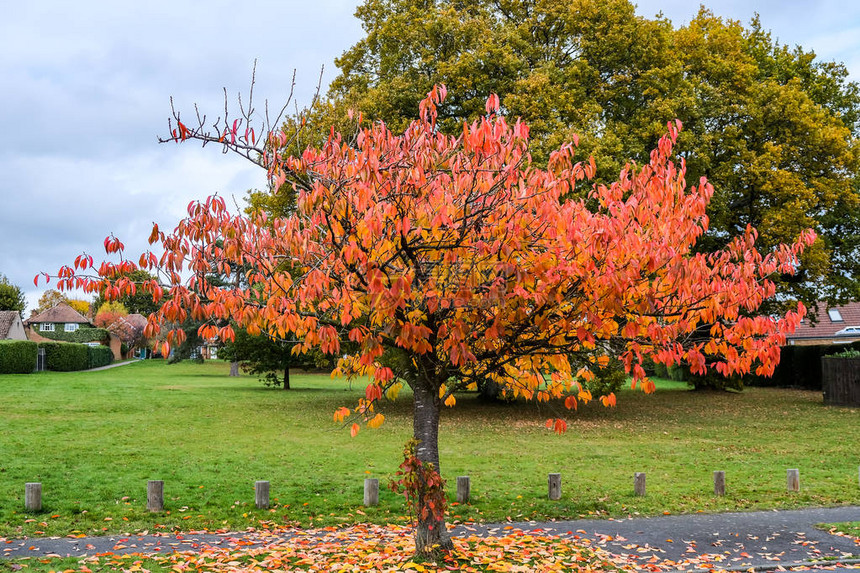 秋天在东格兰斯特德的鸟樱树Prunus图片