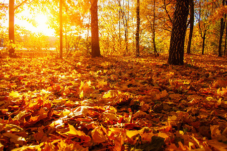 秋天的风景与阳光下的树木图片