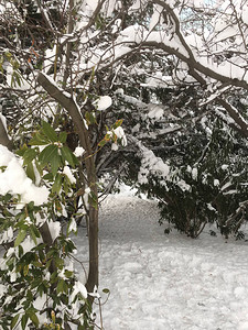 户外雪隔离背景图片