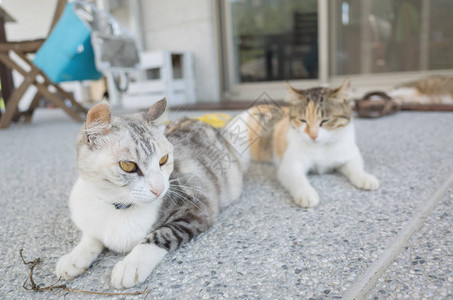 猫和她的女孩坐在地上图片