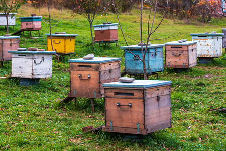 蜂蜜收集的夏季和昆虫冬眠的秋天准备结束图片