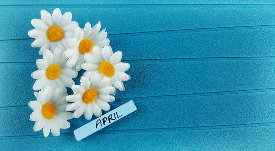 带有四月刻字和雏菊的蓝纸背景图片