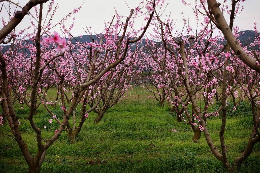 盛开的樱花园嫩粉色的花朵图片