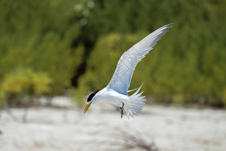 大凤头燕鸥海鸟法属波利尼西亚飞行图片