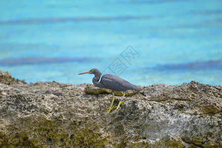 太平洋珊瑚礁Heron高清图片