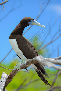 法属波利尼西亚上的异国鸟类图片