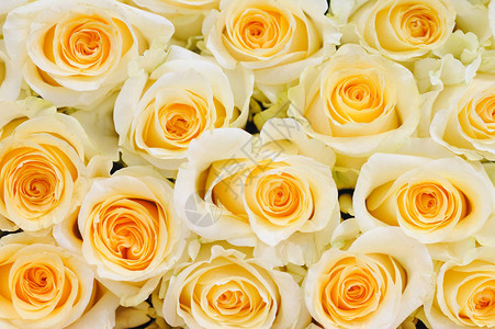 自然玫瑰微妙的黄色白微小的修饰让植物具有最大程度背景图片