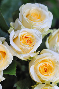 自然玫瑰微妙的黄色白微小的修饰让植物具有最大程度图片