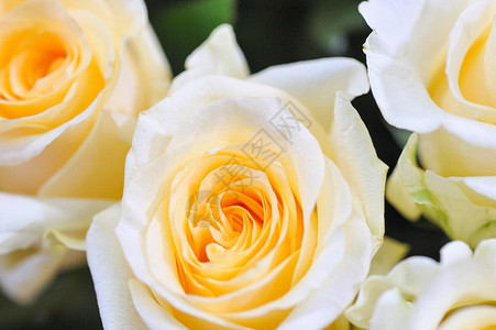 自然玫瑰微妙的黄色白微小的修饰让植物具有最大程度背景图片