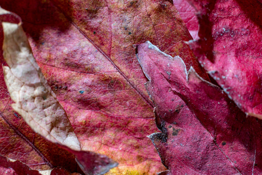 真实的秋天红枫叶的详细特写和宏观摄影图片