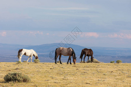 夏季科罗拉多高沙漠中的一群野马背景图片
