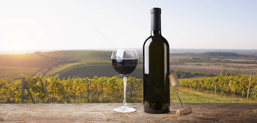 意大利托斯卡纳的葡萄藤上成熟的酿酒葡萄图片