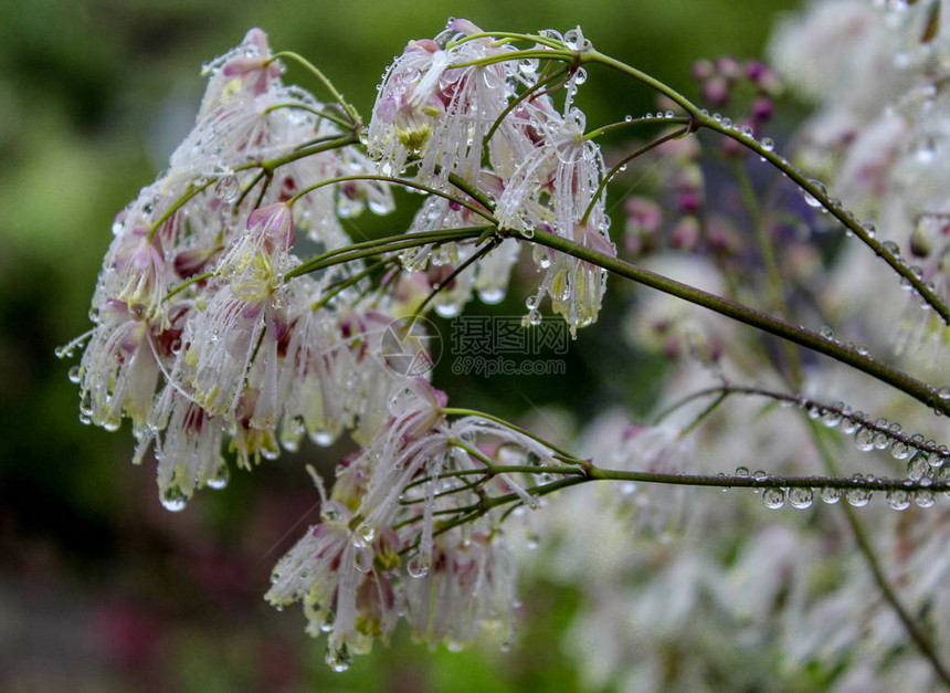 绿色背景模糊的潮湿花朵大雨滴在树图片