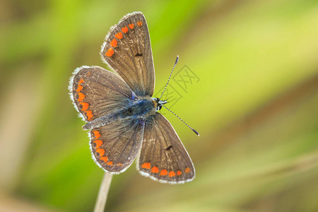 棕褐蝴蝶附近阿丽西亚白氏图片