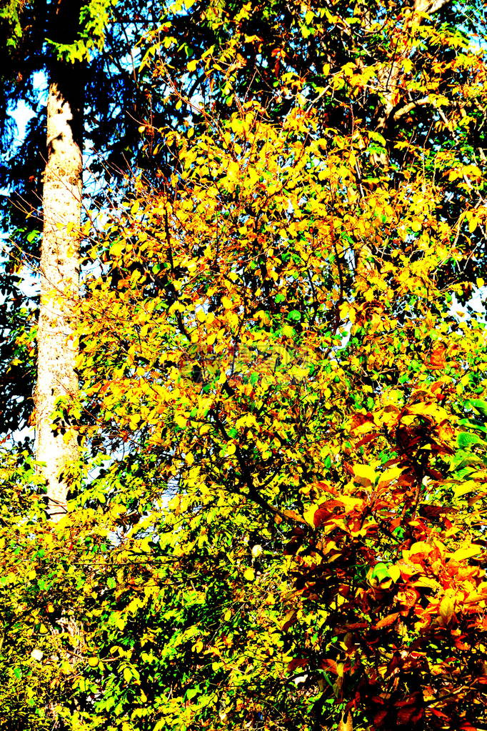 秋天花园的秋天风景秋天季节颜色疯图片