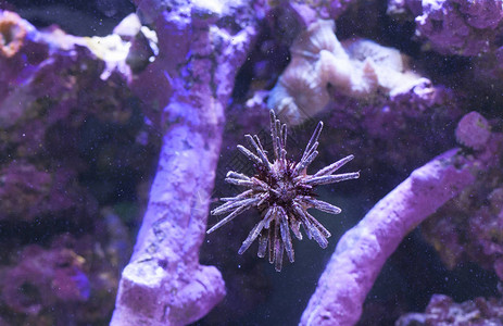 漂浮在紫色珊瑚和洞穴附近的海胆图片