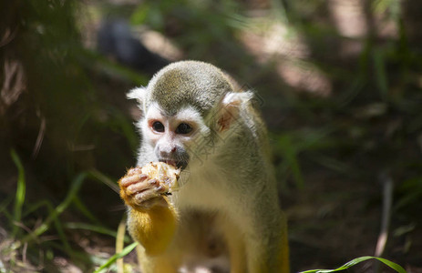 松鼠猴吃水果零食的特写图片