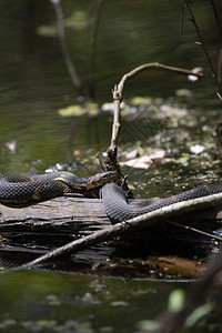宽带水蛇NerodiaFasciata在沼图片