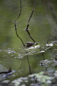 宽带水蛇NerodiaFasciata在游泳时头部图片