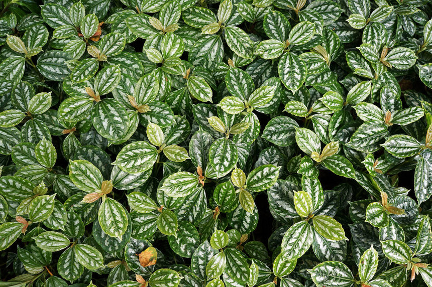 Pileacadirei原生植物天然绿色背景装饰图片