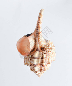 白色背景上的螺旋贝壳图片