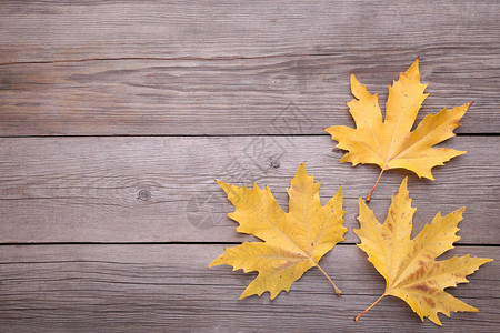 灰色的木制背景上的橙色秋叶秋天的概念图片