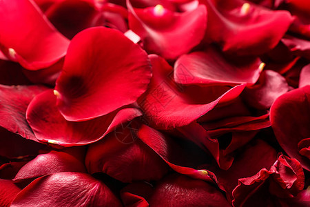 许多红玫瑰花瓣特写图片