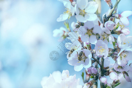 在春园温柔的阳光下花朵和蜜蜂的分枝收集着蜜桃图片