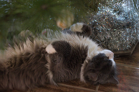 圣诞猫躺在树下灯火通明图片