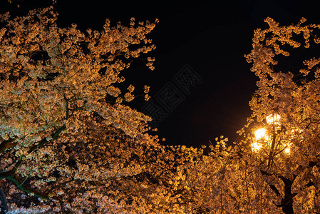 有樱花的街道灯光图片