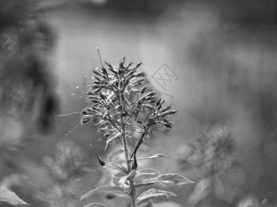 花园里的野花草微距黑白摄影图片