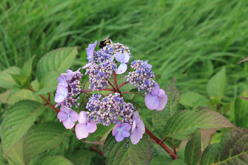 蓝色的花朵在阳光下微笑Hydrangea花朵以孤图片