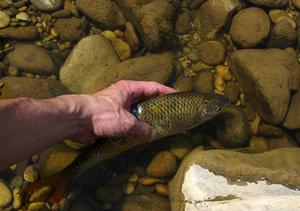 手中的鱼在河里被捉住了背景