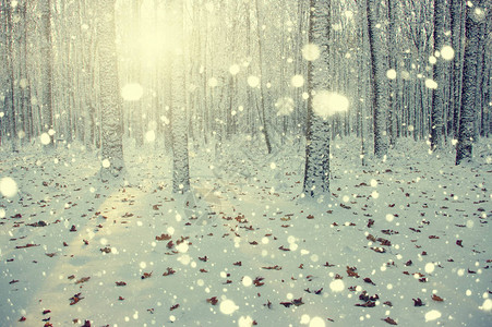 阳光和树上的冬季森图片