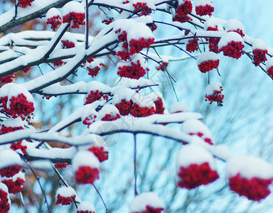 被雪覆盖的红花楸背景图片