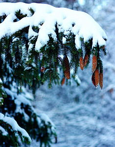 冬季满是积雪的图片