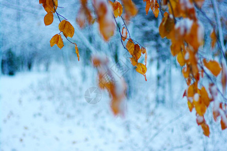 雪中的黄叶秋天和冬天的初春浅剂量的图片